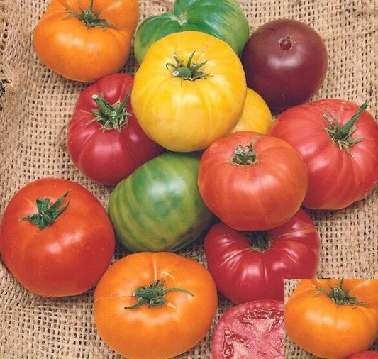 Heirloom Tomato Seeds Mix - Beefsteak Rainbow Variety, Non-GMO, 50 Seeds, Indeterminate