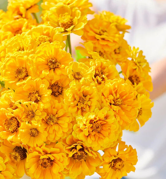 Zinnia Seeds - 100 Non-GMO Golden State Double Blooms for Cut Flowers & Butterflies - Zinnia elegans