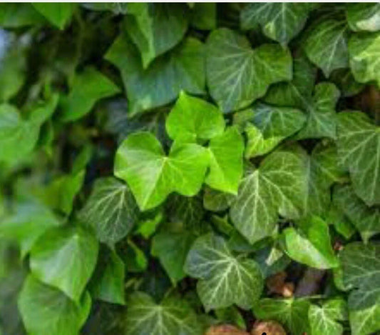 Live English Ivy Groundcover Plants - Bare Root - Super Hardy - Hedera helix - Connecticut Garden