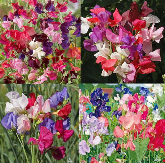 Sweet Pea Mix Seeds - Fragrant Climbing Vine - Non-GMO - 100 Seeds - Lathyrus odoratus