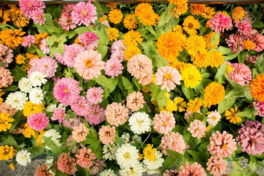 Pink Melody Mix Marigold Seeds - 25+ Pack - Ideal for Garden Planting - Tagetes erecta - USA