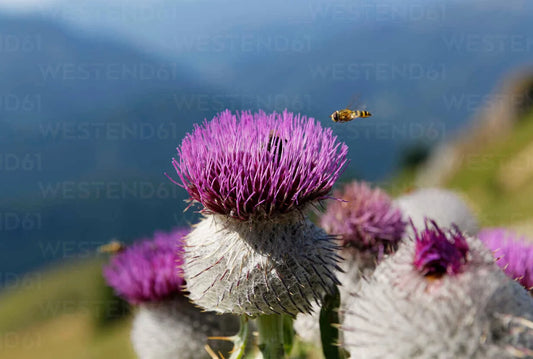 Woolly Thistle Seeds - 200+ Pack for Garden Planting - Cirsium eriophorum - USA Grown, Free Shipping