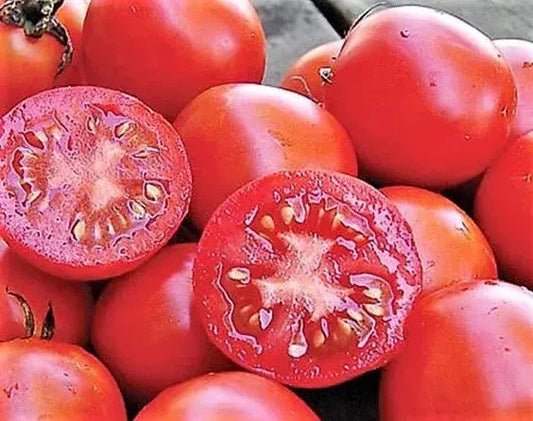 Siberian Tomato Seeds 30+ Pack - Heirloom Organic Non-GMO - Solanum lycopersicum - Fresh Gardening Seeds