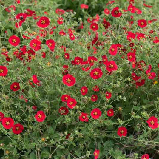 Scarlet Cinquefoil Seeds | 1000 Red Flower Seeds | Perennial for Pollinators, Bees, Hummingbirds | Potentilla × Gordonii