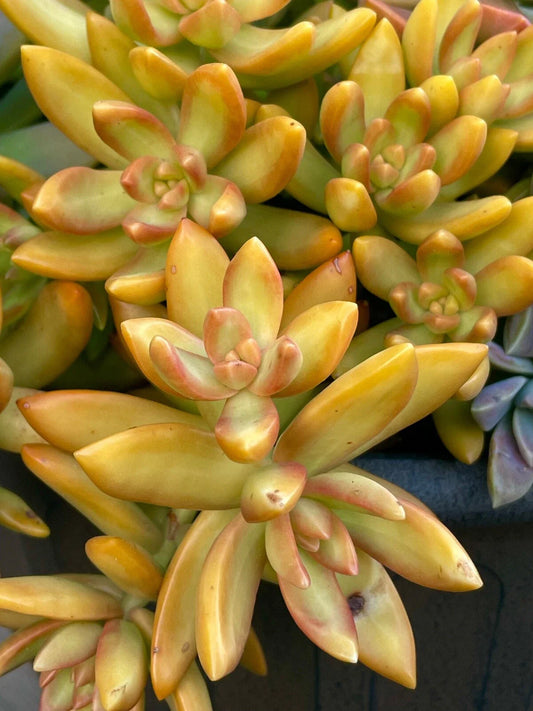 Rare Succulent Cutting - 2-Inch Orange Delight Sedum - Unrooted Live Plant - Ideal for Home Decor and Gardening