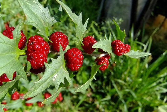 Strawberry Spinach Seeds - 150 Pack (Chenopodium foliosum) - Edible Leaves & Berries - Heirloom Vegetable Garden Seeds