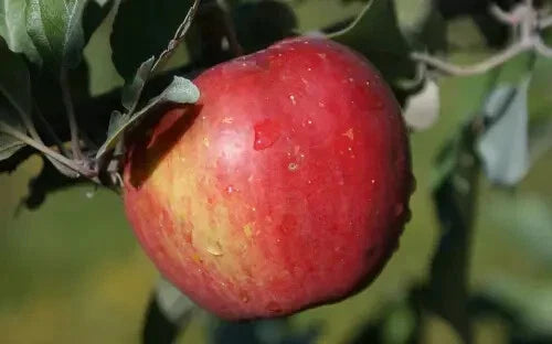 Sweet Sixteen Apple Seeds - 25+ Pack for Garden Planting - Malus domestica - USA Made - Free Shipping