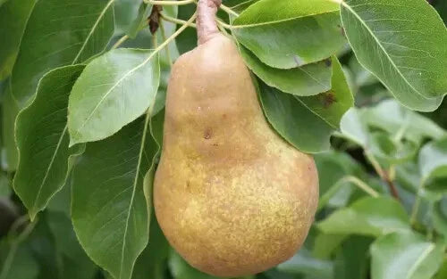 Merton Pride Pear Seeds - 25+ Seeds for Garden Planting - Pyrus communis - USA Origin - Free Shipping