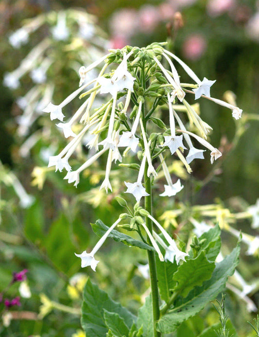 White Jasmine Flowering Tobacco Seeds - 1500+ Seeds (Nicotiana sylvestris) - Tropical Herb for Garden and Landscape