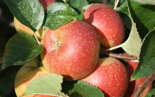 Orleans Reinette Apple Seeds - 25+ Premium Seeds for Garden Planting - Malus domestica - USA Grown, Free Shipping