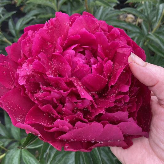 Herb Peony Bare Root Plant, Large with 5-7 Eyes, Avis Varner Variety, Field Grown, Fall Shipping, Paeonia Herbacea