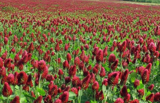 Crimson Red Clover Seeds - Non-GMO 1000+ Seeds for Nitrogen Fixation & Pollinators - Trifolium incarnatum