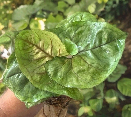 Syngonium 'Berry Allusion' Cutting - Live Fast Rooted Plant, Easy to Grow Indoor Houseplant, Syngonium podophyllum