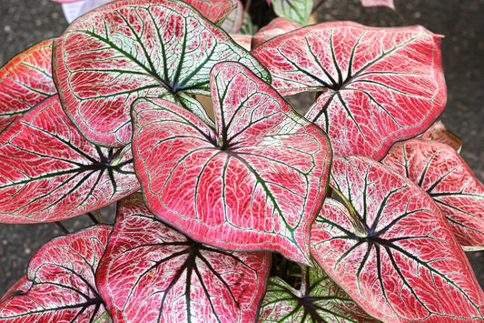 Caladium Bulbs for Planting - 5 Pack - Fancy Varieties - Wildfire (Caladium bicolor) - Perennial Elephant Ears