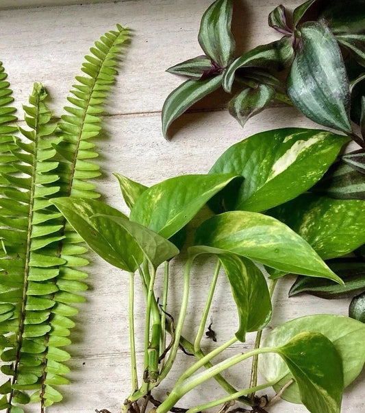 Plant Cutting Variety Pack – 15 Rooted Cuttings, Assorted Colors and Varieties, Indoor Garden Starter, Houseplant Cuttings