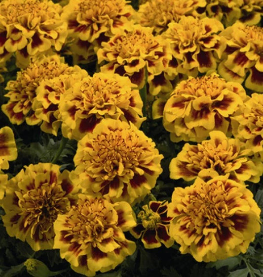 Little Hero Fire Marigold Seeds - 25+ Count - Tagetes patula - Garden Planting - USA