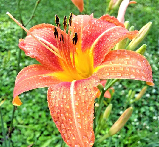 Daylily Roots Bulbs 15 Pack Orange Hemerocallis spp. Beautiful Flowering Perennial Garden Plants