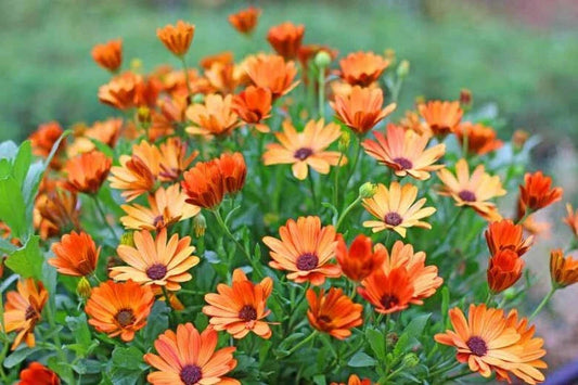 African Daisy Seeds - 200+ Pack - Arctotis for Garden Planting - USA Grown