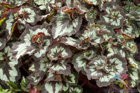 China Curl Begonia - 25+ Seeds for Garden Planting - Ideal for USA Gardens - Begonia 'Curl'
