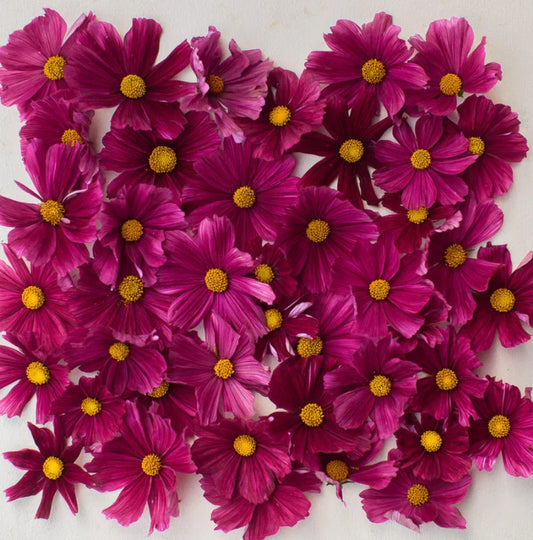 Cosmos Seeds - 100 Non-GMO Dwarf RUBENZA - Unique Ruby Color Butterflies - Pollinator-Friendly Flowers
