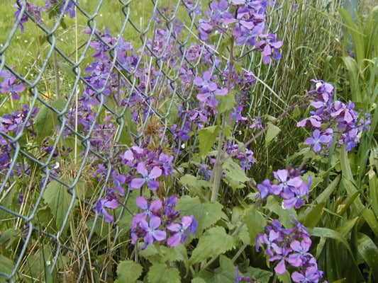 Money Plant Seeds - Lunaria Silver Dollar - 60 Seeds - Easy to Grow - Ideal for Gardens and Indoor Pots - GroCo