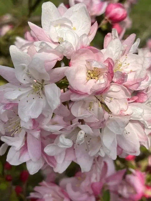 Snowcloud Crabapple Seeds - 25 Pack for Garden Planting - Malus 'Snowcloud' - USA