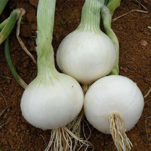 White Sweet Spanish Onion Seeds - Gardening Seeds for Vegetables - Allium cepa - Tracking Included