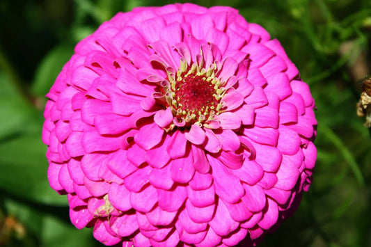 Zinnia Seeds - 60 Seeds - Pink Fully Double Flower - Zinnia elegans - GroCo USA - Buy 15 Ships Free