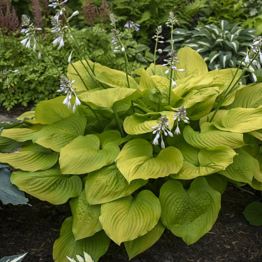 Hosta Plant Age of Gold 5.25" Pot Perennial Shade Plant, Hosta 'Age of Gold'