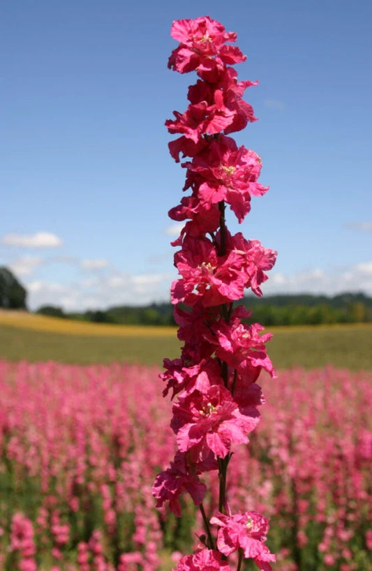 Rocket Larkspur Seeds - Deep Carmine Flowers, Non-GMO, 500 Seeds, Pollinator Friendly, Delphinium spp.