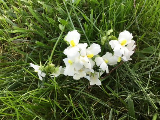Nemesia Seeds Packet of 100, Poetry Innocence Variety, Annual Flower Seed for Garden Planting