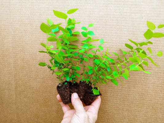 Blueberry Starter Plant Set of 4 - EMERALD Variety - Vaccinium corymbosum