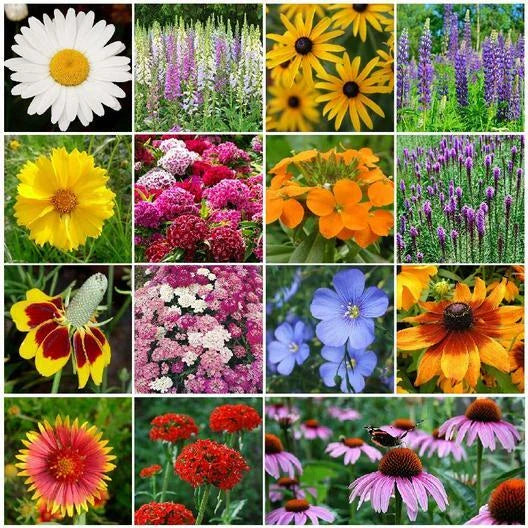 Bulk Pack Perennial Wildflower Seeds - Non-GMO 3000+ Seeds for Fall or Spring Planting - Diverse Varieties