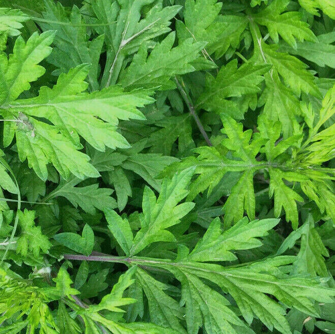 Korean Wormwood Seeds | Artemisia princeps | Japanese Mugwort | Asian Herb Seeds 2025