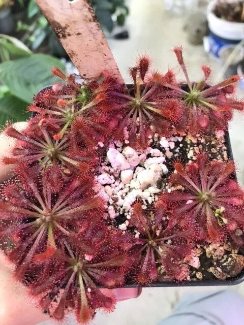 Drosera spatulata "Hartmeyer" x "Beenak, Victoria Au" Carnivorous Sundew Plant - Exotic Insect-Eating Houseplant