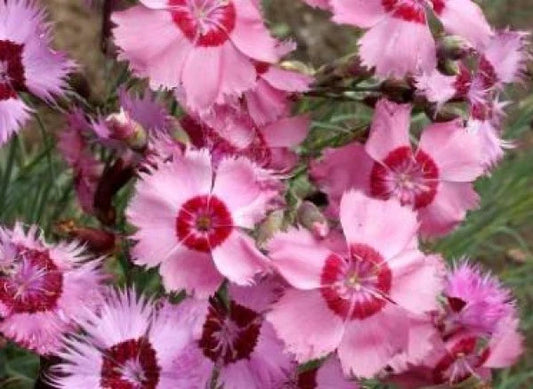 Cottage Pinks Seeds - 50 Fresh Seeds - Dianthus Plumarius - Perennial Flower Seeds - Free Shipping