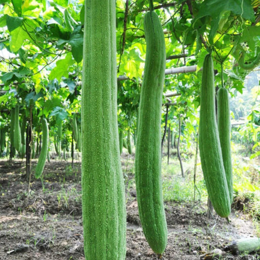30pcs Non-GMO Luffa Gourd Seeds - Super Long Loofah Sponge Seeds, Natural Plant for Gardening (Luffa aegyptiaca)