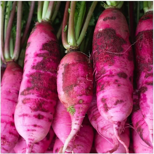 Pink Summercicle Radish Seeds 100 Ct - Raphanus sativus - Non-GMO Vegetable Seeds - USA-Grown