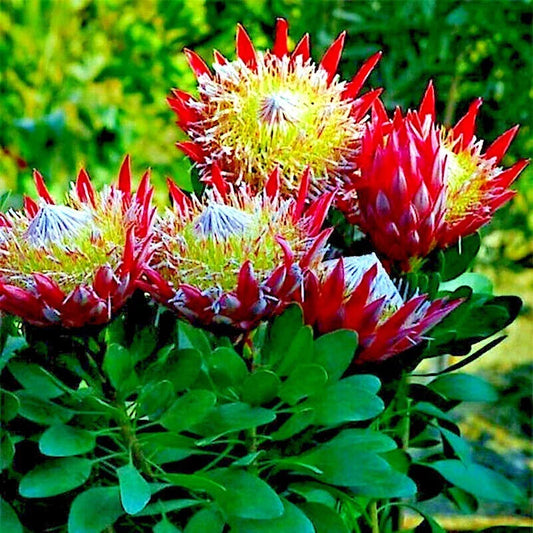 King Protea Seeds - 5 Pack - Rare Cynaroides - Giant 12" Flowers - Exotic Garden Plant