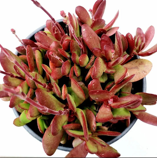 Crassula Clavata Succulent Live Plant 4" Bare Roots for Garden Decor, Drought-Tolerant Houseplant, Easy Care