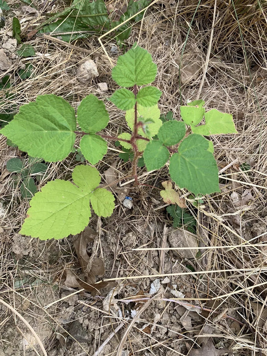 Wild Wineberry Bush Seedling Live Plants - 2 Bare Root Fruiting Berry Seedlings (Rubus phoenicolasius)
