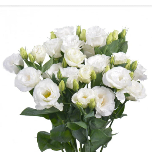 White Lisianthus Flowers Plug 3-5 inch Well Rooted Eustoma grandiflorum
