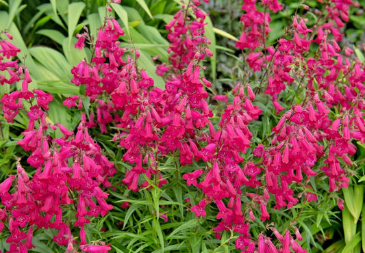 Penstemon Seeds, 150 Count, Neon Scarlet, Easy to Grow, Penstemon barbatus