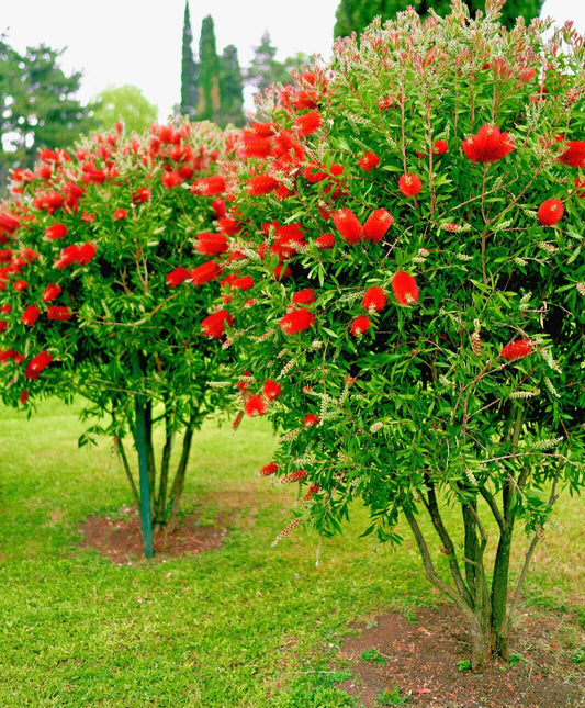 Crimson Bottle Brush Tree Seeds - 100+ Red Flowering Seeds (Callistemon citrinus) for Garden Planting
