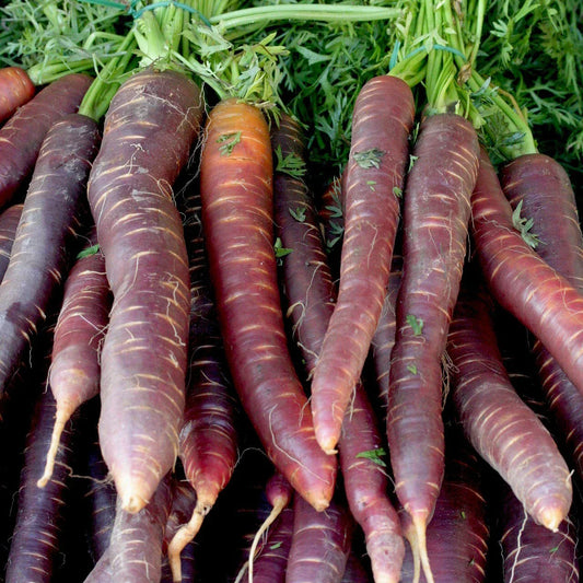 Cosmic Purple Carrot Seeds - NON-GMO - Lycopene Variety - Multiple Sizes Available - Heirloom Gardening Seeds