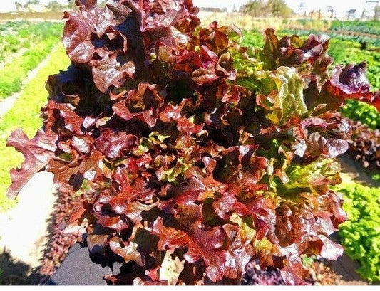 Red Salad Bowl Lettuce Seeds - 600 to 8,000 Heirloom Loose Leaf Seeds - Beautiful and Fresh, Ideal for Home Gardens