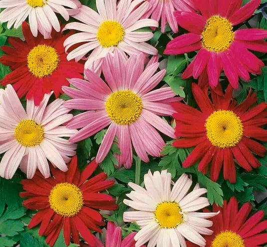 Painted Daisy Flower Seeds 200+ Annual Wildflower Garden Seeds for Bees, Bellis perennis