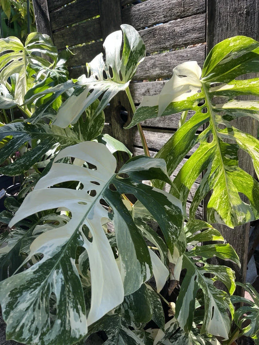 Monstera Albo Cutting - 1 Stem - Rare Variegated Houseplant - Monstera deliciosa 'Albo Variegata'