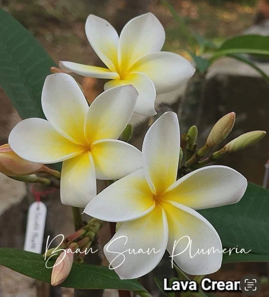 Rooted Plumeria Cutting 2ft - Yellow and White Flowering Plant - Plumeria rubra