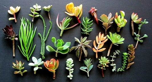 Mini Succulents Cuttings - 20 Varieties, Colorful, 1"-3" - Nice Specimens for Plant Decor, Gardening, Gifts - Various Types